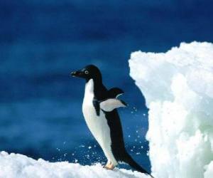 пазл Пингвин по снегу в Антарктиде